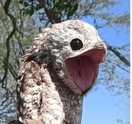 The Great Potoo: The Forest’s Hidden Night Hunter